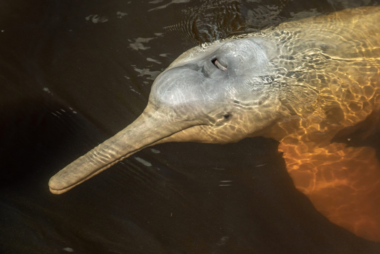 El tráfico ilegal que está matando a los delfines rosados en la Amazonía ecuatoriana