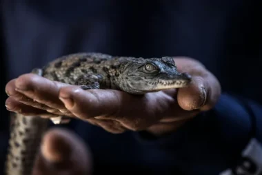 Diez cocodrilos del Nilo nacen de forma natural en Francia por el calor extremo